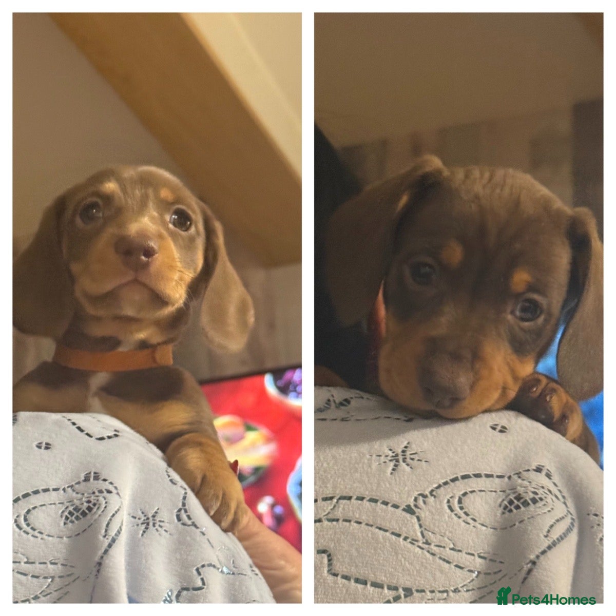 Miniature Dachshund dogs Gorgeous mini dachshunds *2 girls left * - Advert 3