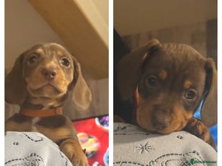 Miniature Dachshund dogs Gorgeous mini dachshunds *2 girls left * - Advert 3