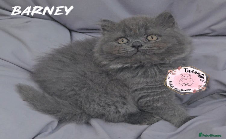 British Shorthair cats in London - Advert 2