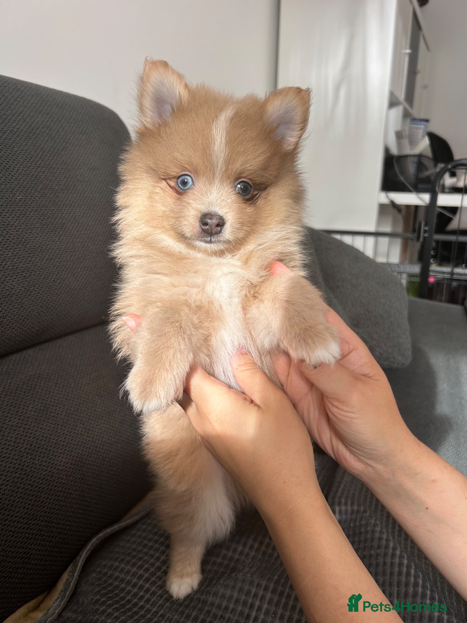 Pomeranian dogs Pomeranian  - Advert 13