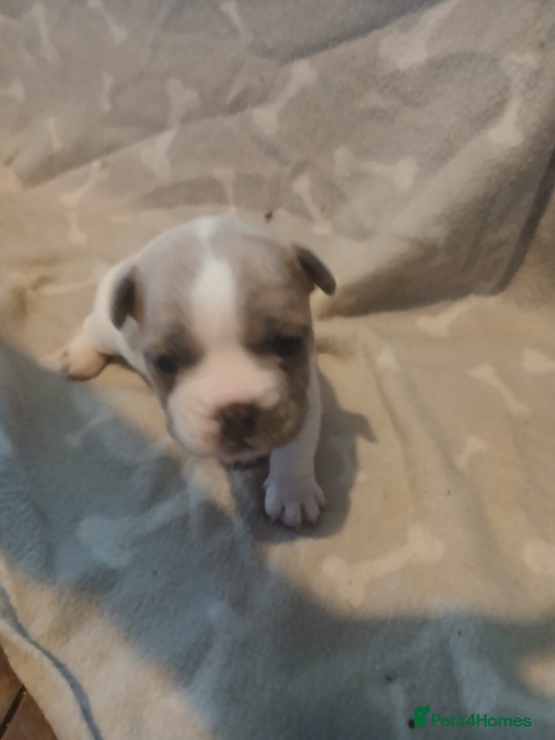 Mixed Breed dogs for sale: French bulldogs  - Image 3