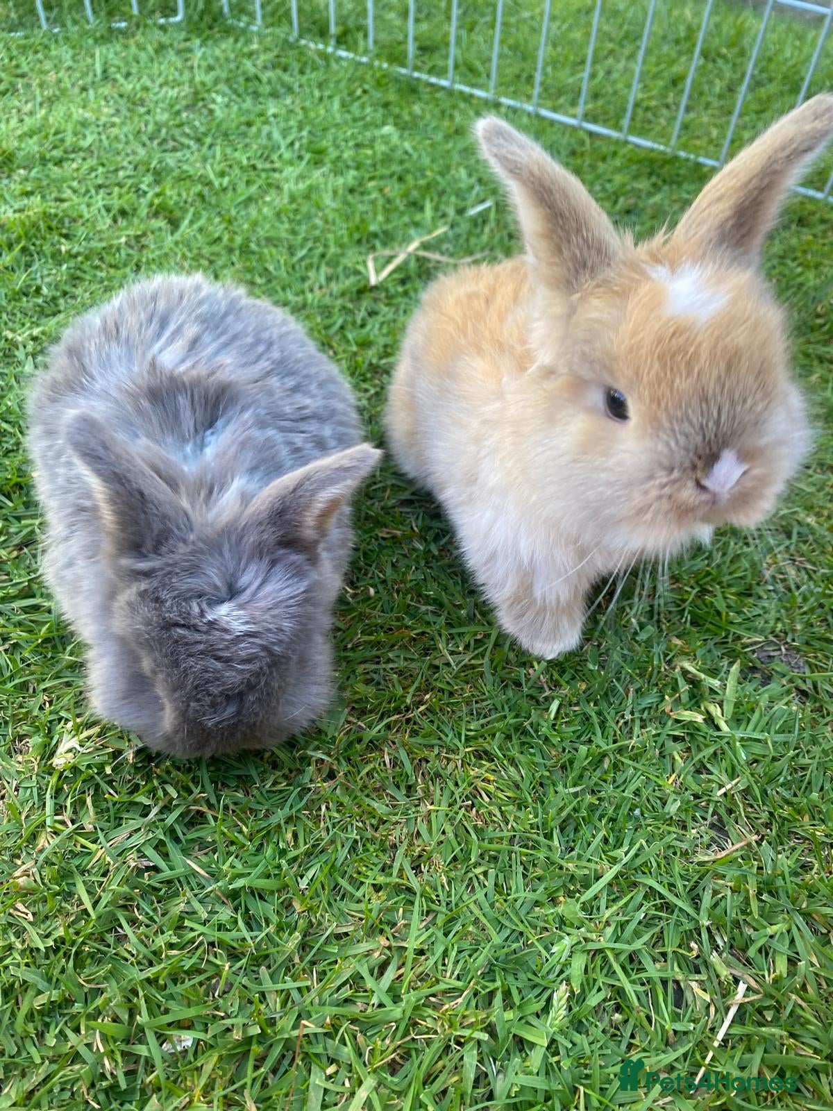 Mini Lop rabbits Mini Lops  - Advert 1