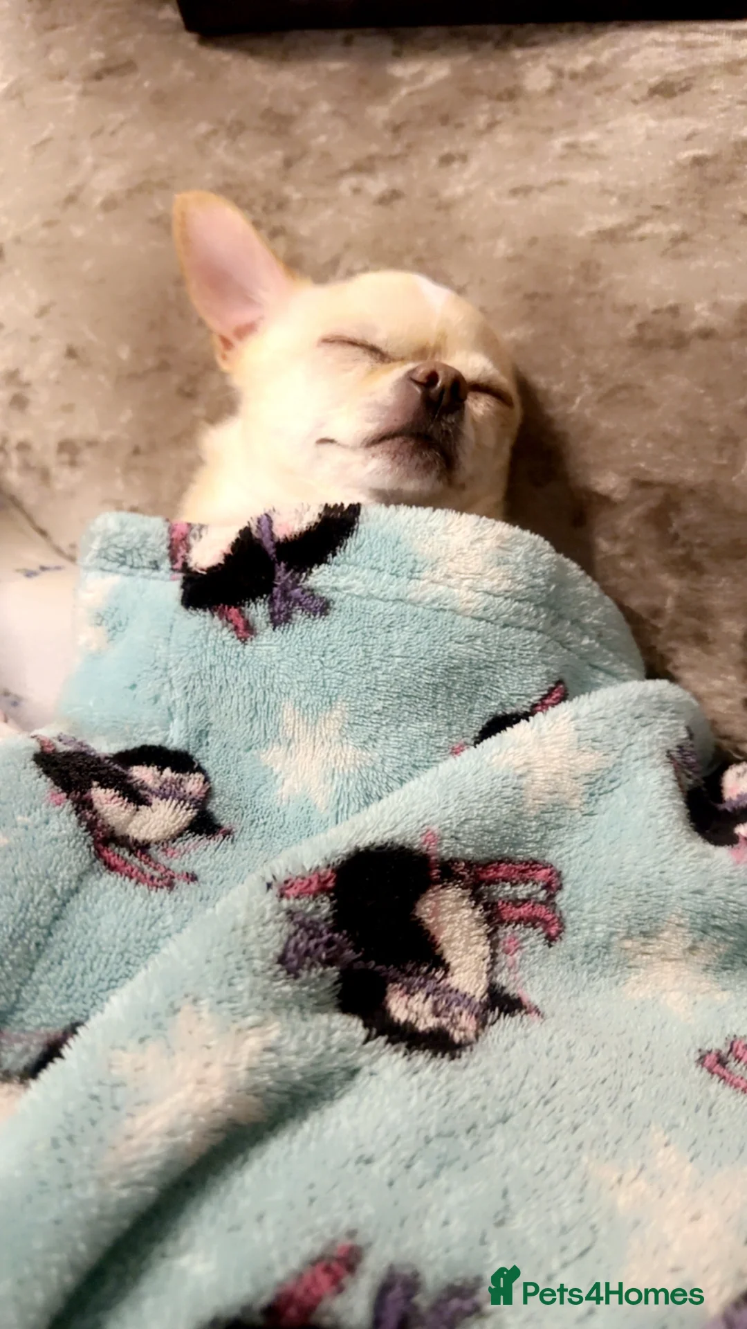 Chihuahua dogs for sale: chihuahua girl - Advert 1