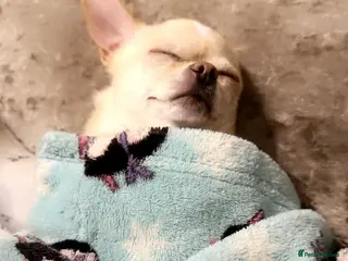 Chihuahua dogs chihuahua girl - Advert 1