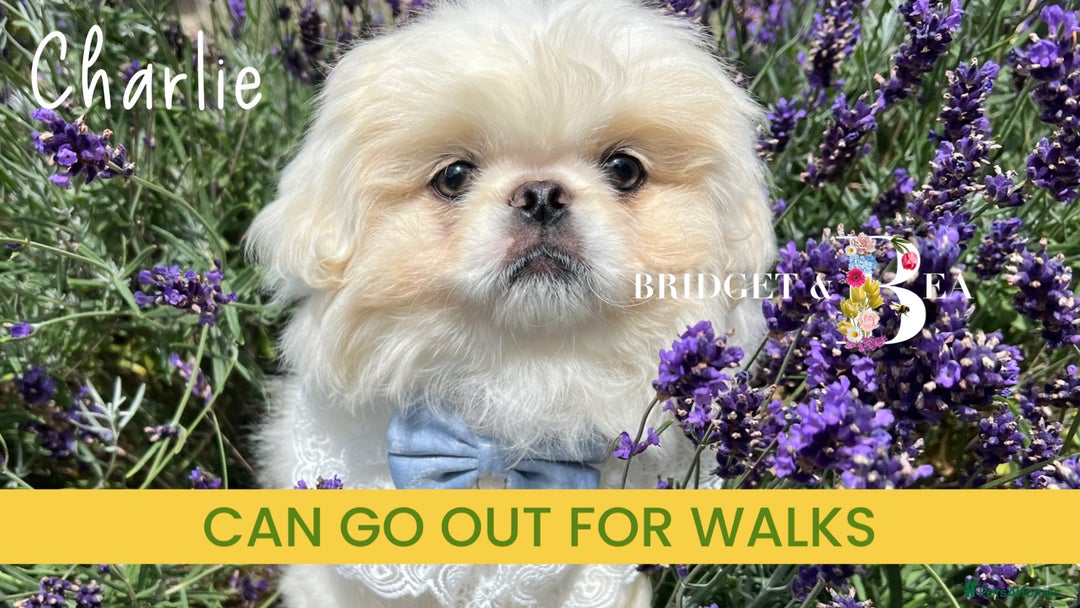Pekingese dogs for sale: 💙WHITE CREAM BOY💙 - Image 3