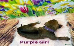Rhodesian Ridgeback dogs for sale: Outstanding Rhodesian Ridgeback Puppies 🦁 - Image 8