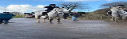 Irish Draught horses for sale: The ‘Hero’ We All Need  - Advert 7