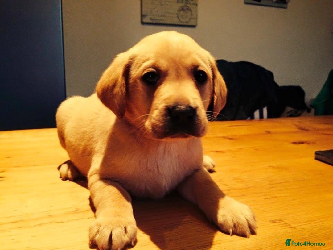 Labrador Retriever dogs for sale: Stunning traditional labrador puppies  - Advert 5
