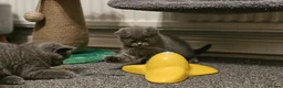 British Shorthair cats for sale: British Shorthair Kittens (GCCF) - Advert 11