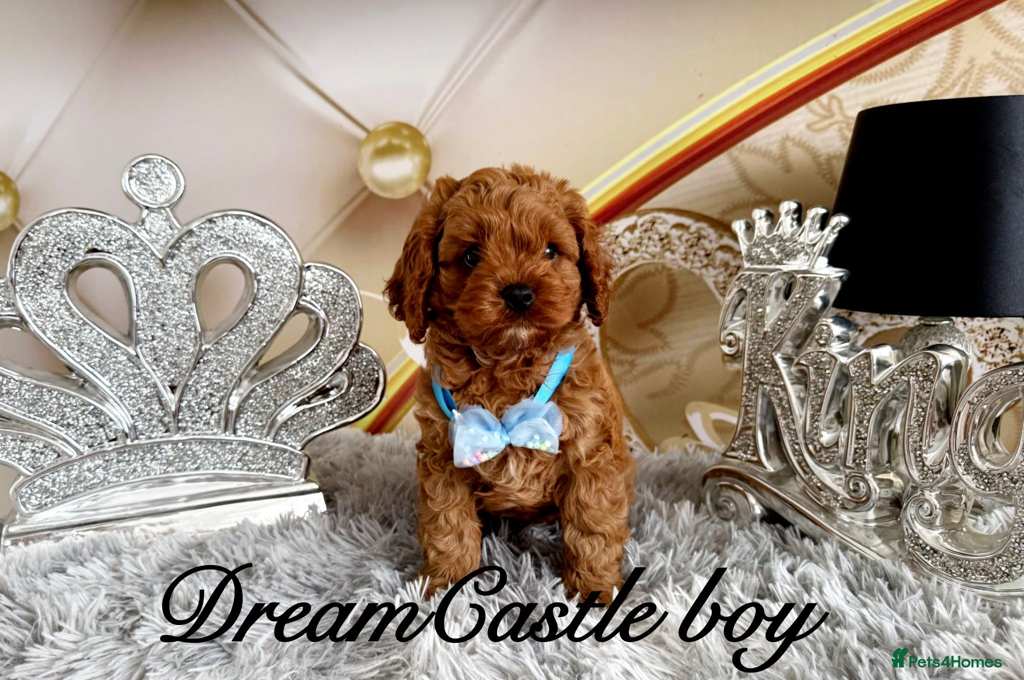 Cavapoo dogs for sale: Ready now Last boy Asian teddy poodle dad  - Advert 2