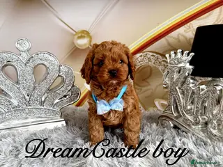 Cavapoo dogs for sale: Ready now Last boy Asian teddy poodle dad - Advert 2