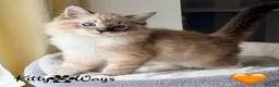 Ragdoll cats for sale: 🐾🩵*TICA REG* LYNX TABBY EU RAGDOLL KITTENS🩵🐾 - Advert 6