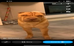 Shar Pei dogs for stud: DRAGO Shar Pei Stud - Image 6