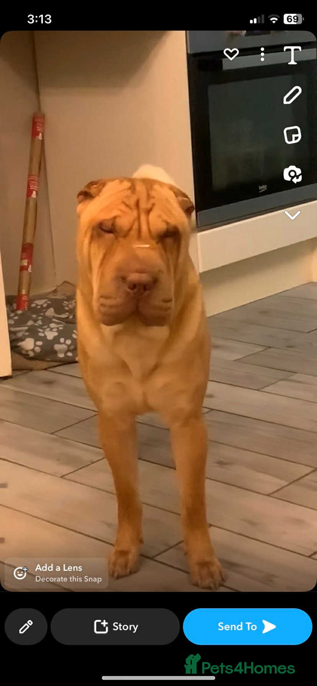 Shar Pei dogs for stud: DRAGO Shar Pei Stud - Image 6
