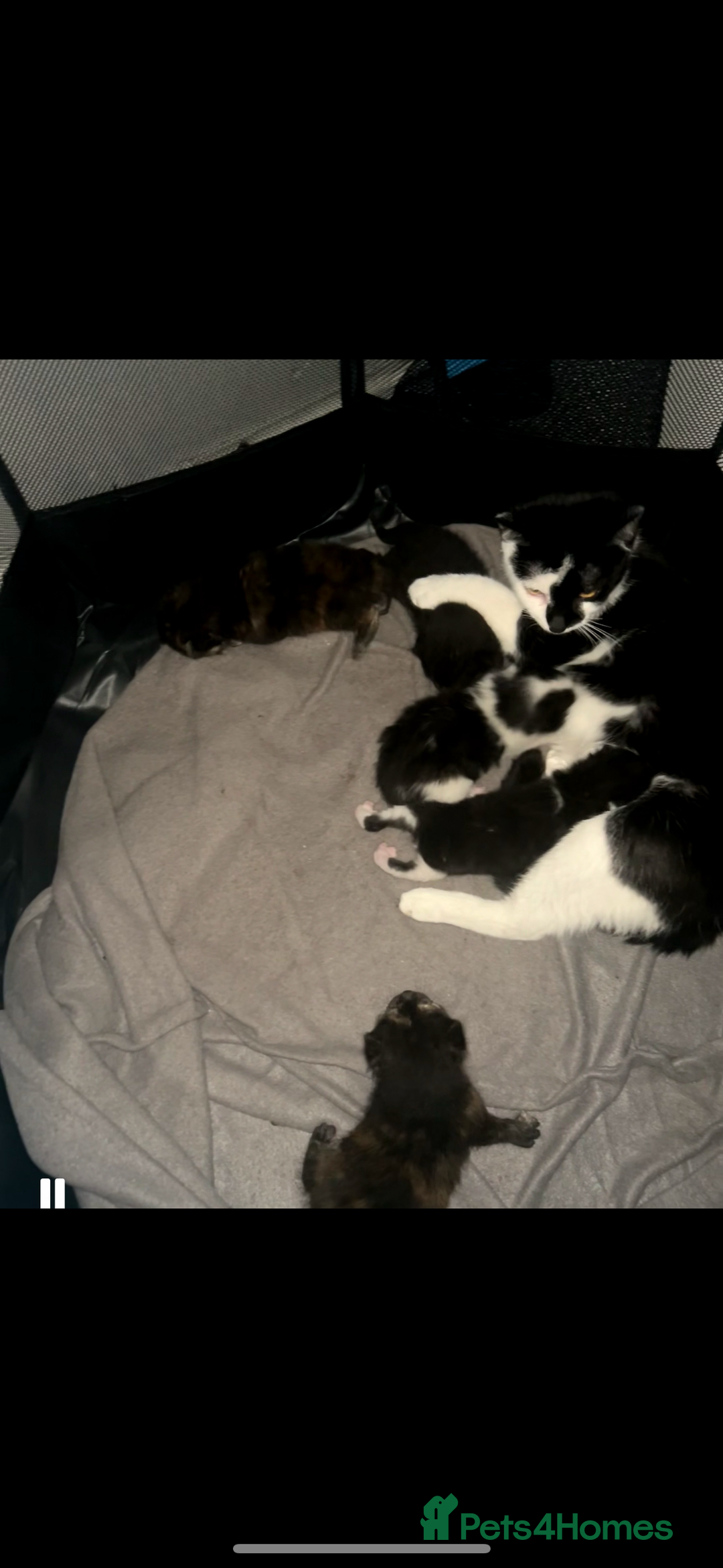 Mixed Breed cats for sale: 7 beautiful kittens very playful  - Advert 10