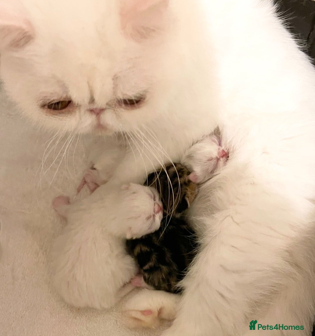 Exotic cats for sale: Stunning pedigree babies - ready to go!  - Advert 7