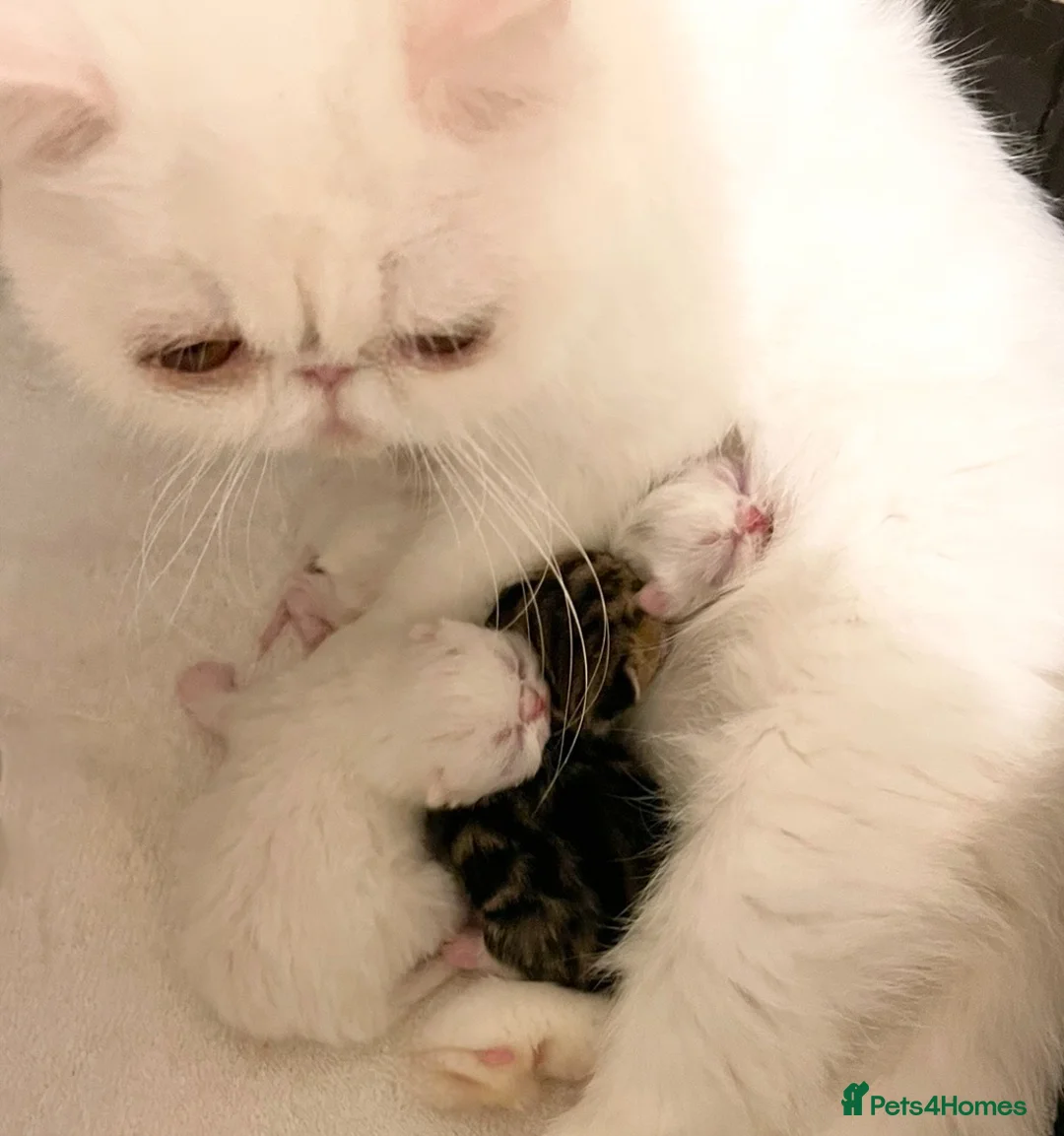 Exotic cats for sale: Stunning pedigree girls, ready to go!  - Advert 12