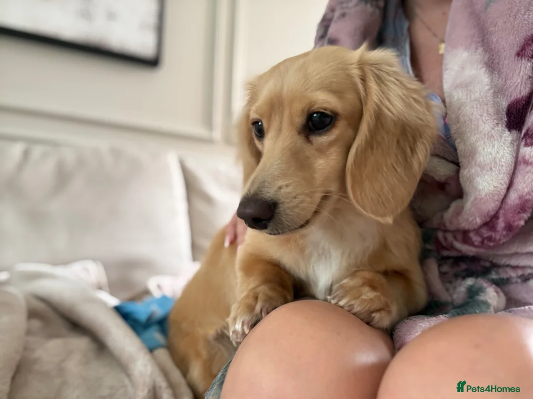 Miniature Dachshund dogs for sale: 9 Month old Long Hair Mini Dachshund Kc  in Plymouth - Advert 2