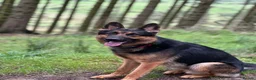 German Shepherd dogs for sale: German Shepard boy  - Advert 4