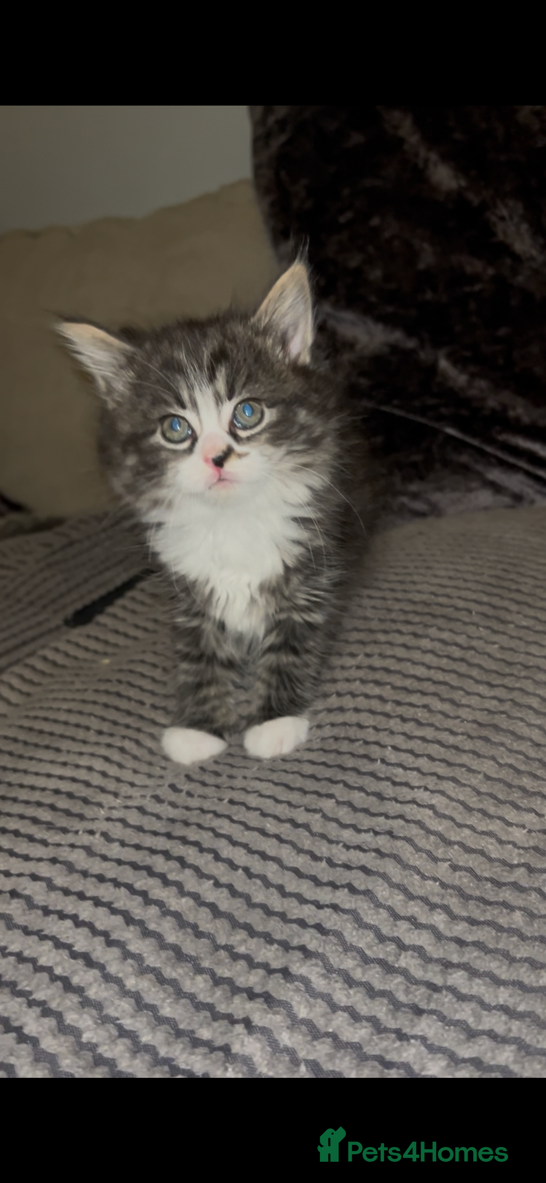 Mixed Breed cats for sale: Ragdoll x maincoon  - Advert 3