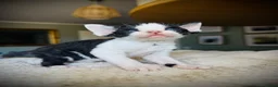 Devon Rex cats for sale: Devon Rex Kittens GCCf Registered Champions - Advert 8