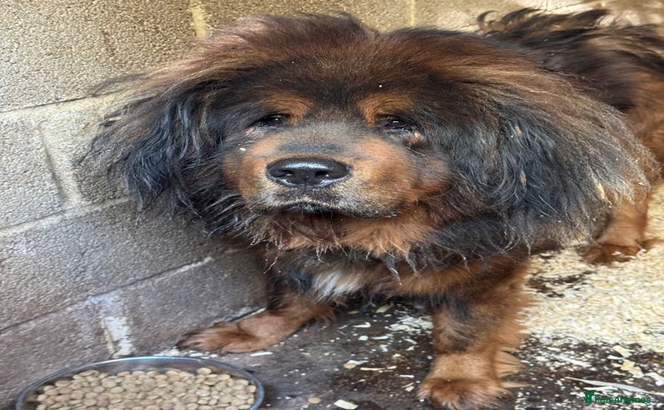 Tibetan Mastiff dogs Tibetan Mastiff for stud only - Advert 3