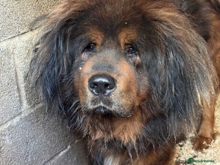 Tibetan Mastiff dogs for stud: Tibetan Mastiff for stud only - Advert 2