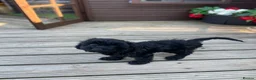 Cockapoo dogs for sale: Stunning American cockapoos - Advert 3