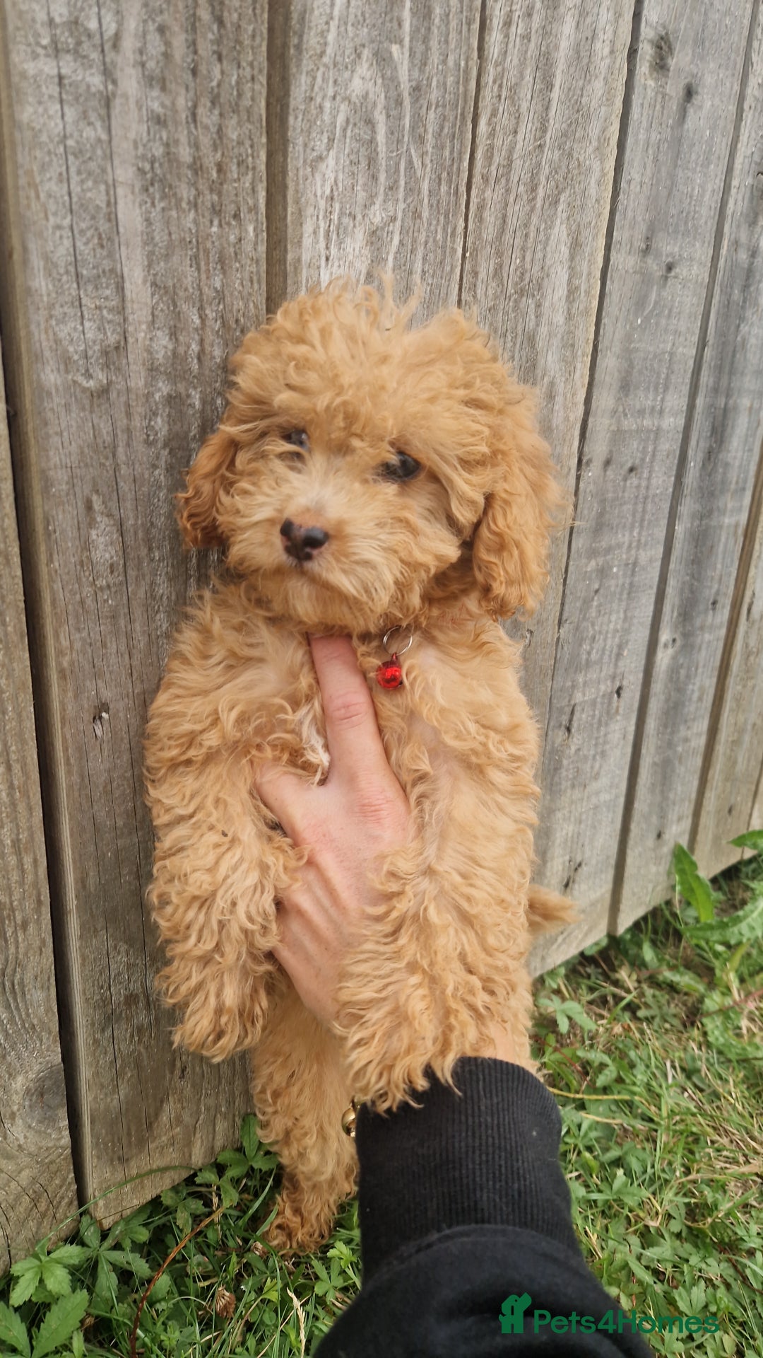 Cavapoo dogs for sale: 1 Girl Remaining ⭐️ Reduced ⭐️ F1b Cavapoos ⭐️ - Image 10