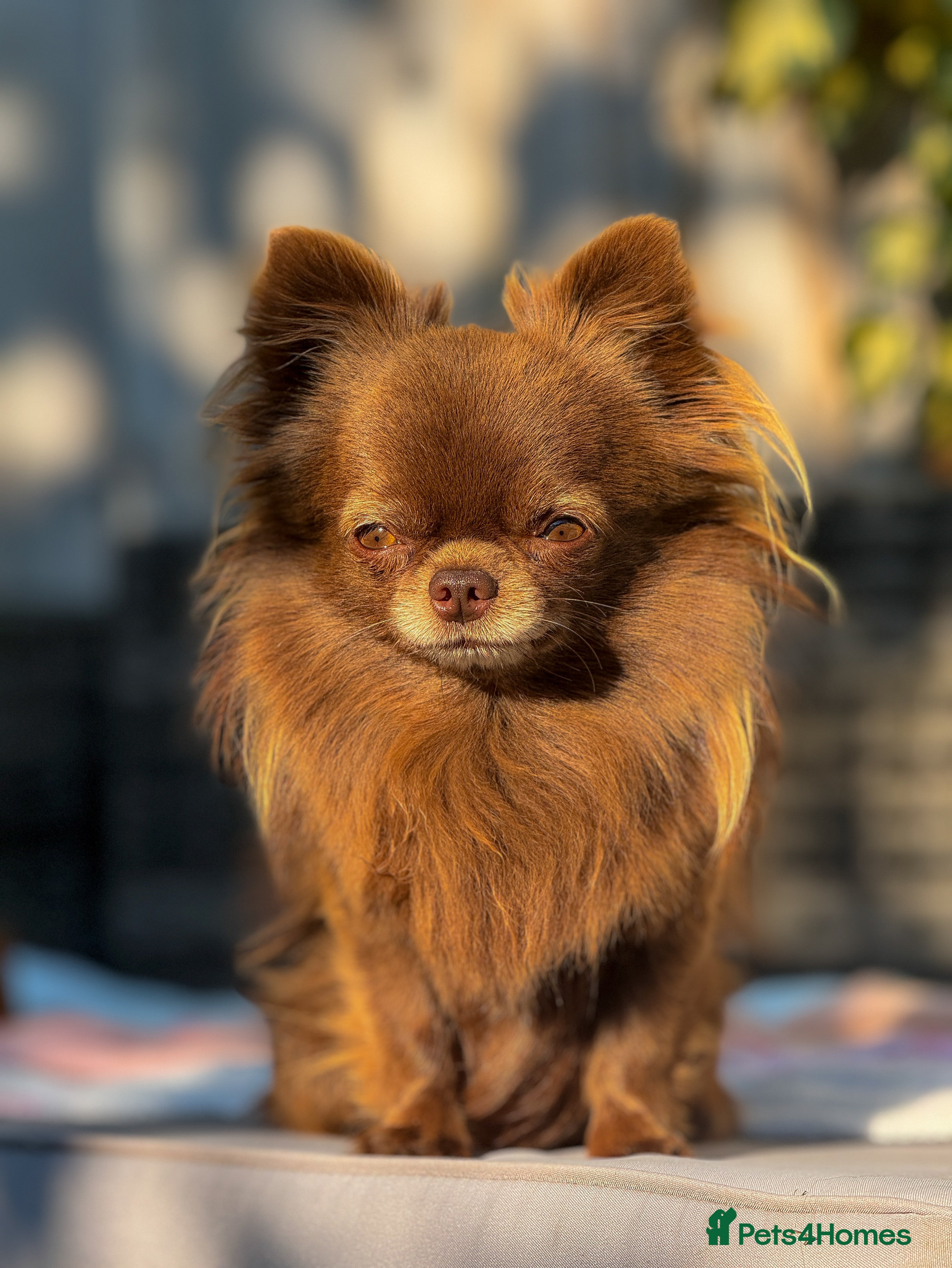 Chihuahua dogs ❤️ KC REG EXTENSIVELY HEALTH TESTED STUD ❤️ in London - Advert 1