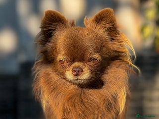 Chihuahua dogs in London - Advert 2