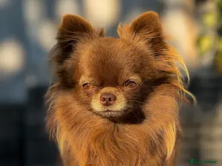 Chihuahua dogs 1.7KG KC REG HEALTH TESTED STUD in London - Advert 22