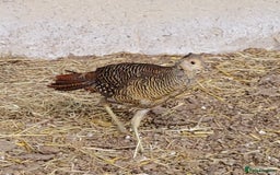 Pheasants poultry for sale: 4 Golden Pheasants and One Silver - Image 8