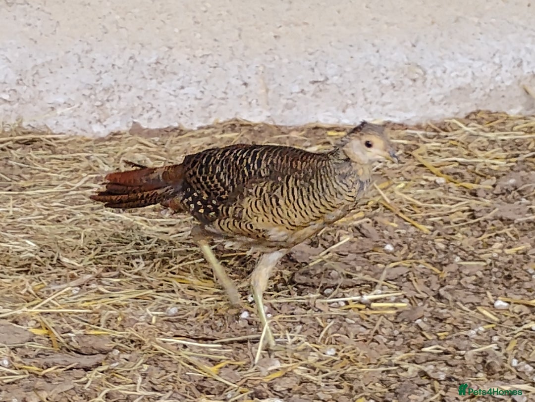 Pheasants poultry for sale: 4 Golden Pheasants and One Silver - Image 8
