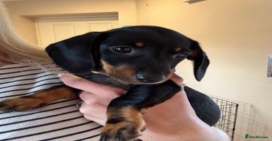 Miniature Dachshund dogs - Advert 10