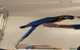 Macaws birds for sale: Blue & gold macaw for sale - Image 2