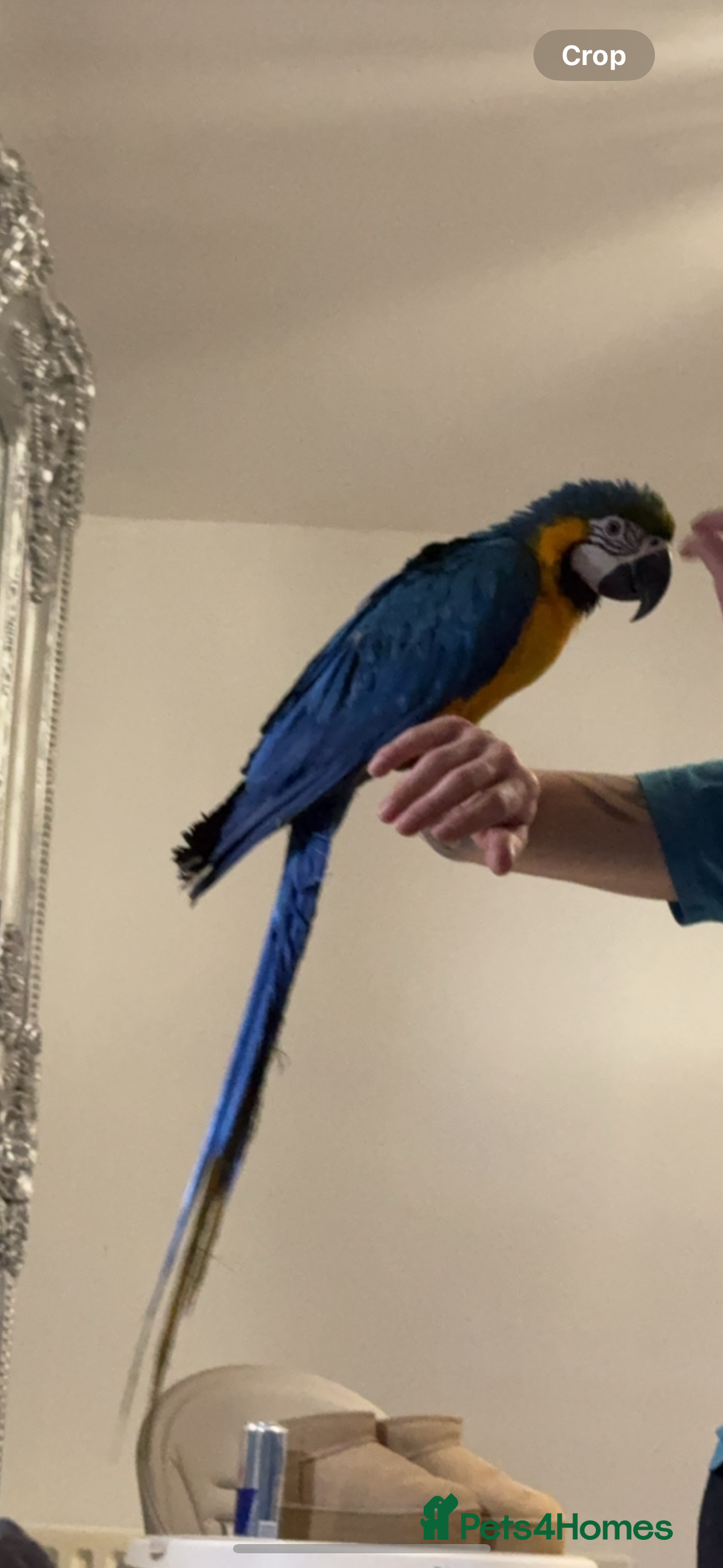 Macaws birds for sale: Blue & gold macaw for sale - Image 2