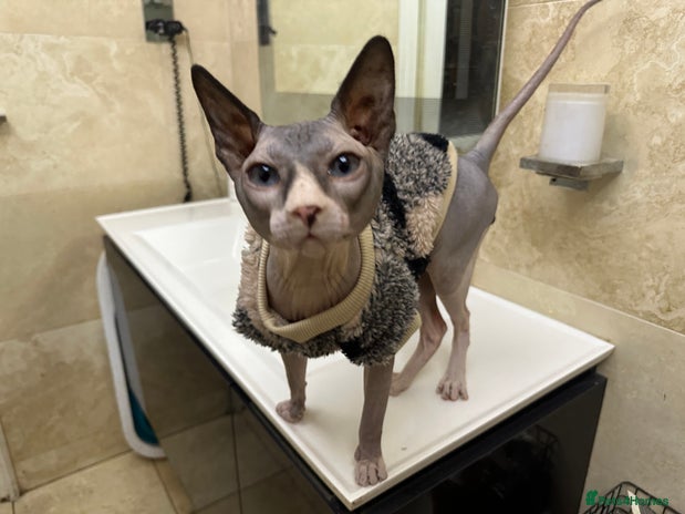 Sphynx cats Bi-colour Sphynx boy for stud services in London - Advert 1