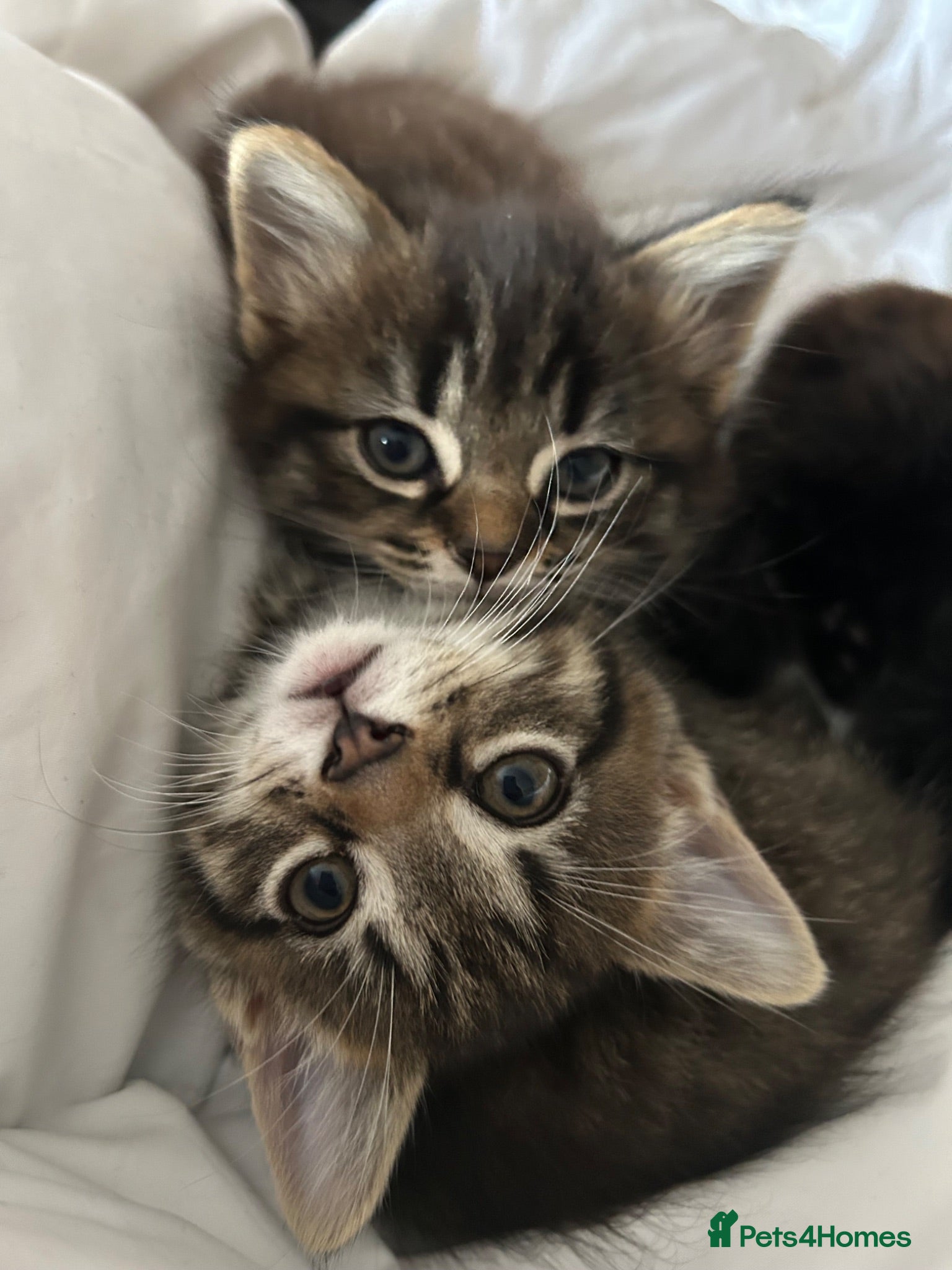 Mixed Breed cats 3 beautiful kitties. Playful and brave! - Advert 6