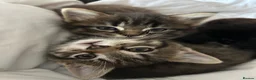 Mixed Breed cats for sale: 3 beautiful kitties. Playful and brave! - Advert 1