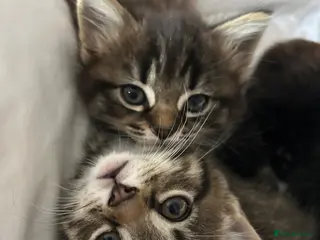 Mixed Breed cats 3 beautiful kitties. Playful and brave! - Advert 4