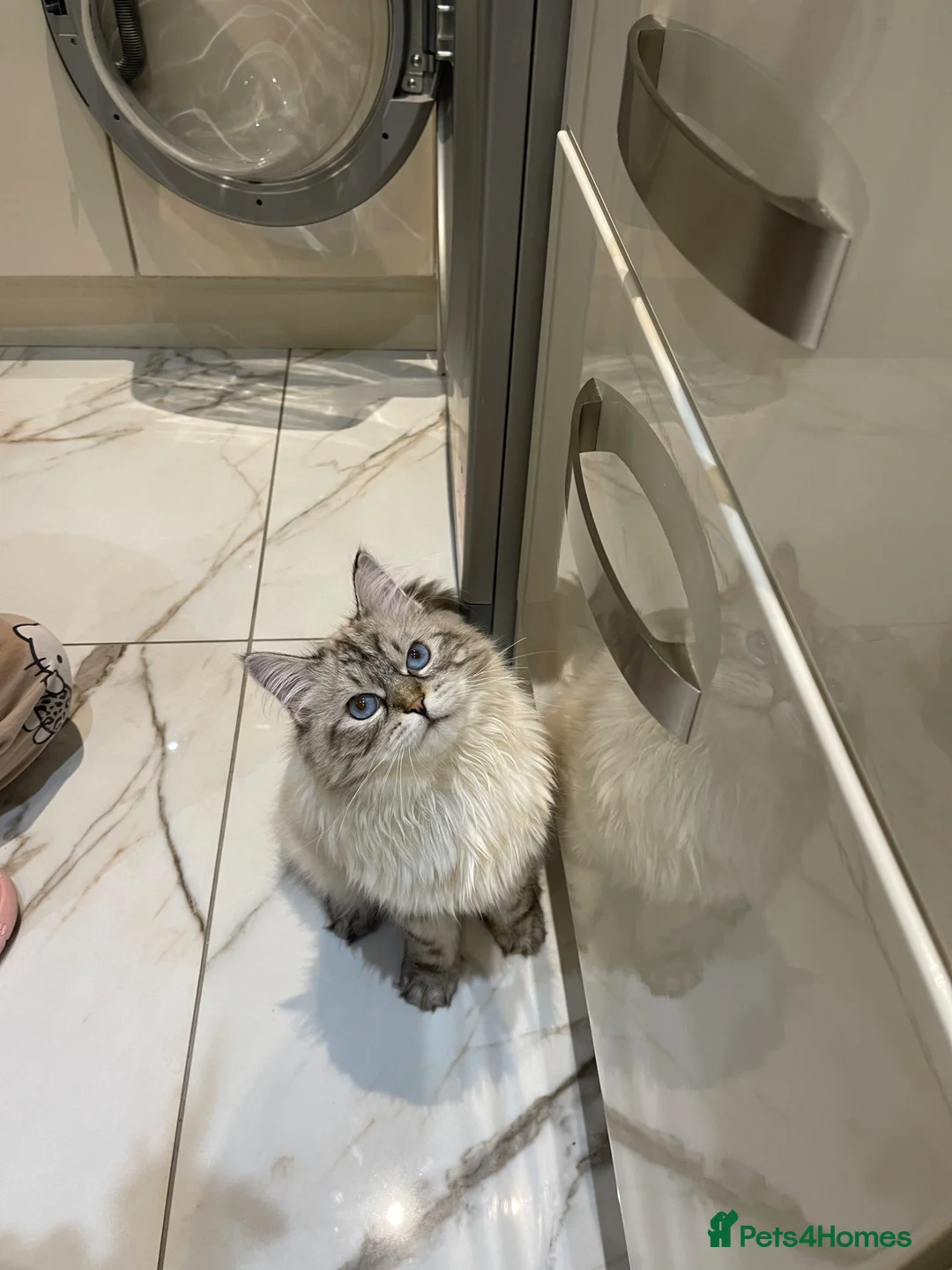 Siberian cats for sale: Coco–Stunning Siberian Female, 9 Months Old - Advert 2