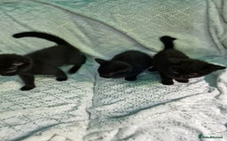 British Shorthair cats for sale:  Lovely 3 tabby male & 3 black female kittens. - Image 7