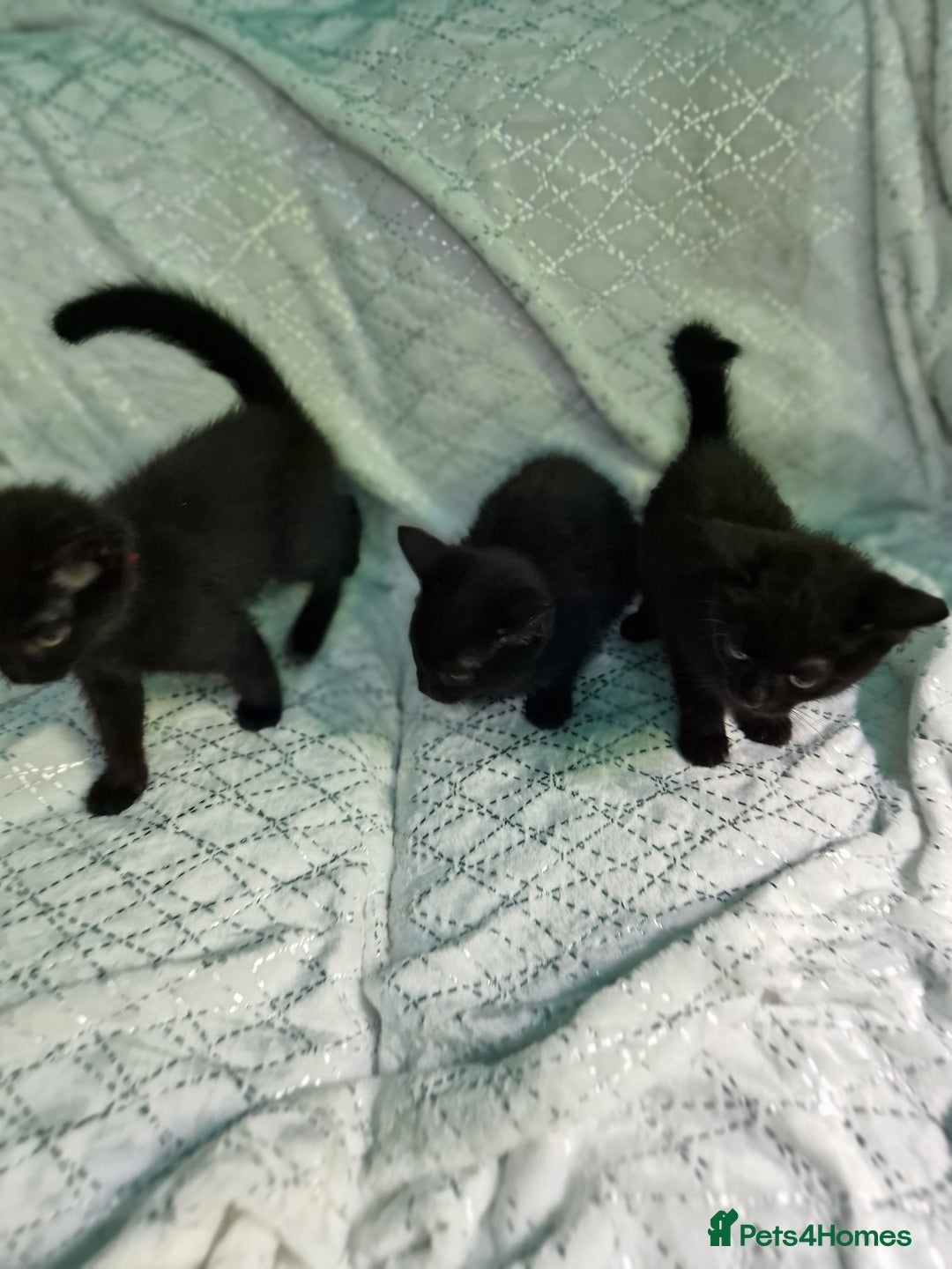British Shorthair cats for sale:  Lovely 3 tabby male & 3 black female kittens. - Image 7