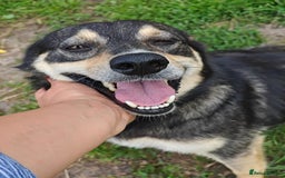 Mixed Breed dogs for adoption: 💖🐶 MARGOSHA 🐶💖 - Image 4