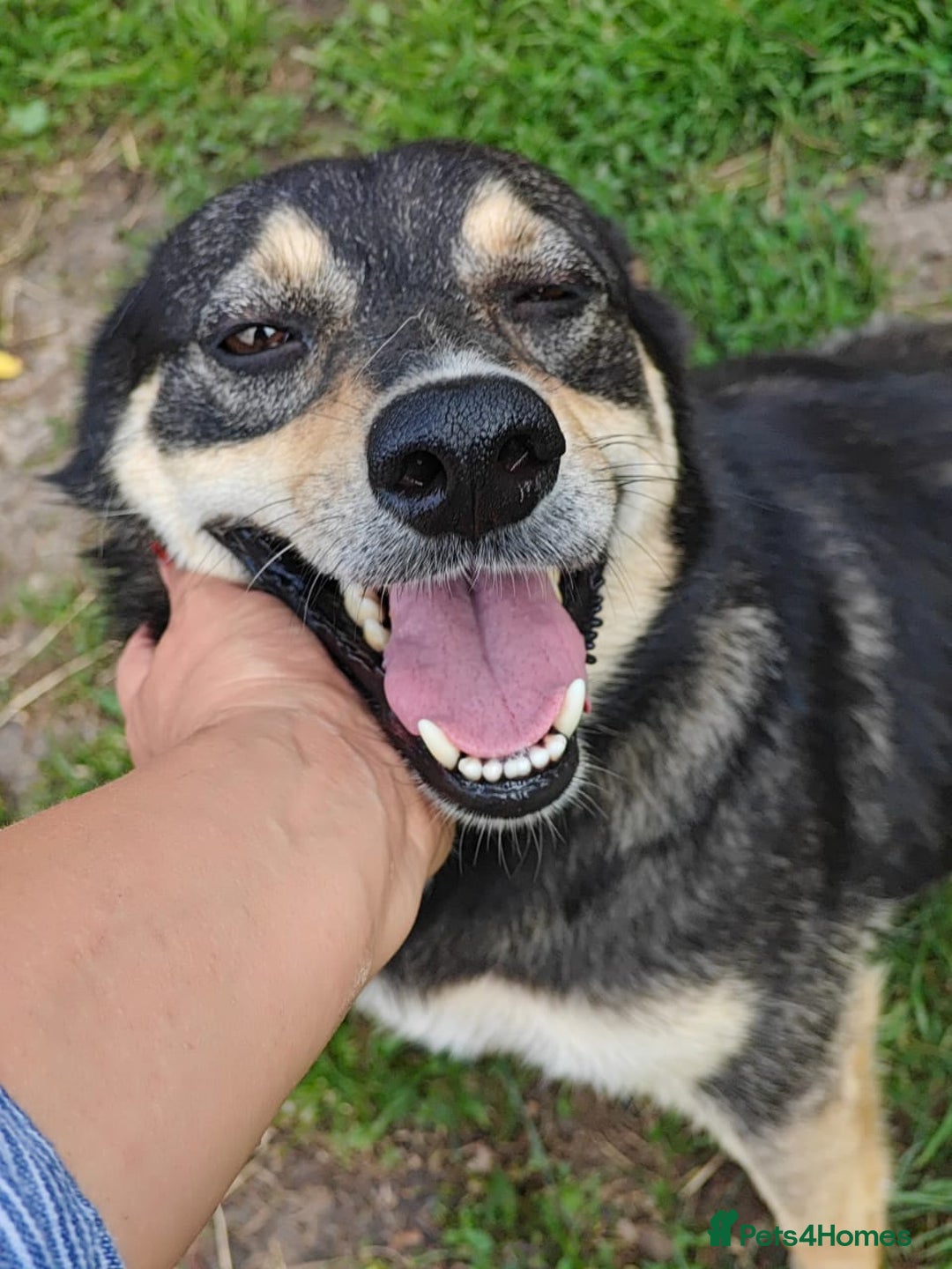 Mixed Breed dogs for adoption: 💖🐶 MARGOSHA 🐶💖 - Image 4