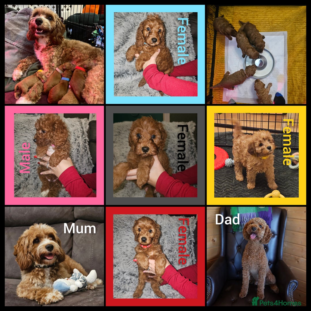 Cavapoo dogs for sale: Beautiful F2 Cavapoo Puppies - Advert 1