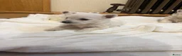 West Highland Terrier dogs for sale: KC Westies  - Advert 7