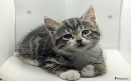 Mixed Breed cats for sale: Beautiful mix breed kittens  - Image 3