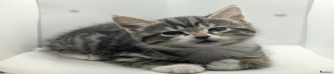 Short haired tabby 